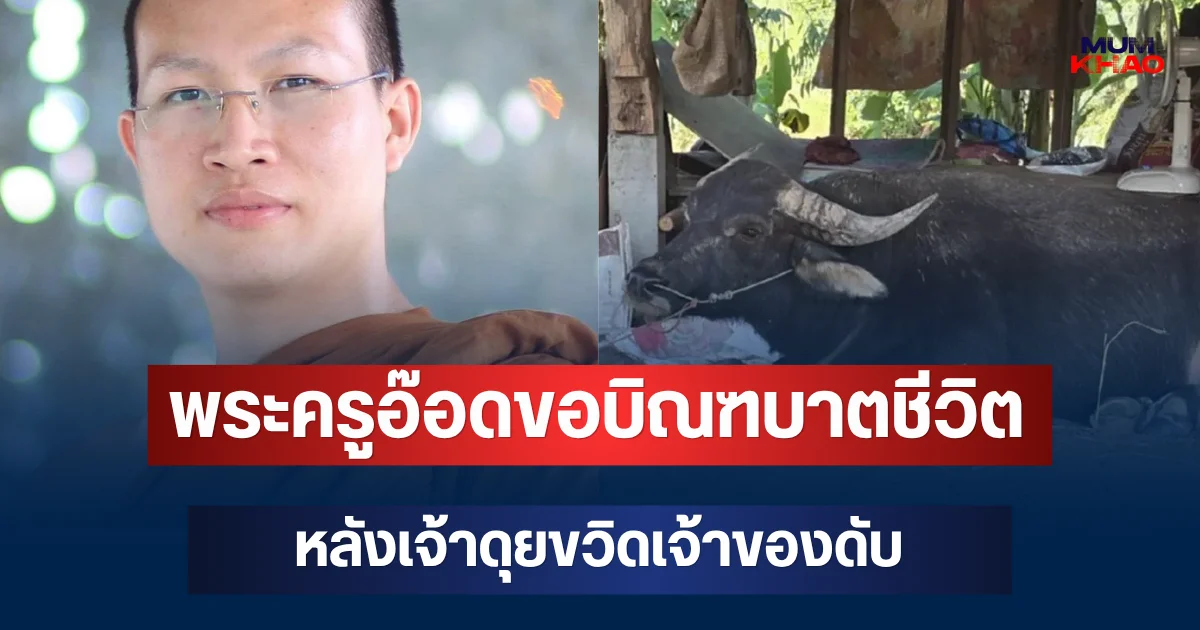 ชะตาเปลี่ยน! พระครูอ๊อดขอบิณฑบาตชีวิต หลังเจ้าดุยขวิดเจ้าของดับ