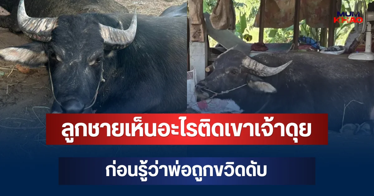 รู้แล้ว! ลูกชายเห็นอะไรติดเขาเจ้าดุย ก่อนรู้ว่าพ่อถูกขวิดดับ