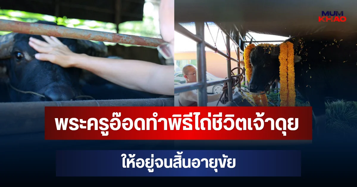 เจ้าดุยได้ชีวิตใหม่! พระครูอ๊อดทำพิธีไถ่ชีวิต ให้อยู่จนสิ้นอายุขัย